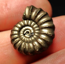 Load image into Gallery viewer, Promicroceras pyritosum ammonite fossil (19 mm)