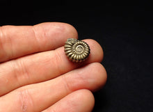 Load image into Gallery viewer, Promicroceras pyritosum ammonite fossil (16 mm)