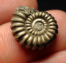 Load image into Gallery viewer, Promicroceras pyritosum ammonite fossil (16 mm)