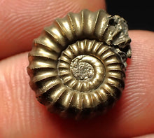 Load image into Gallery viewer, Promicroceras pyritosum ammonite fossil (16 mm)
