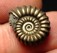Load image into Gallery viewer, Promicroceras pyritosum ammonite fossil (16 mm)