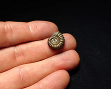 Load image into Gallery viewer, Promicroceras pyritosum ammonite fossil (16 mm)