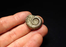 Load image into Gallery viewer, Large Microderoceras inexpectans ammonite fossil (25 mm)