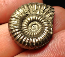 Load image into Gallery viewer, Large Microderoceras inexpectans ammonite fossil (25 mm)