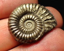Load image into Gallery viewer, Large Microderoceras inexpectans ammonite fossil (25 mm)