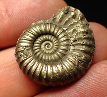 Load image into Gallery viewer, Large Microderoceras inexpectans ammonite fossil (25 mm)