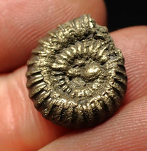 Load image into Gallery viewer, Crucilobiceras pyrite ammonite fossil (16 mm)