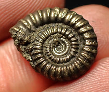 Load image into Gallery viewer, Crucilobiceras pyrite ammonite fossil (16 mm)