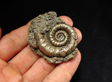 Load image into Gallery viewer, Pyrite Eteoderoceras (Eoderoceras) ammonite fossil (51 mm)