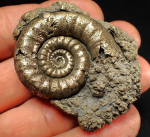 Load image into Gallery viewer, Pyrite Eteoderoceras (Eoderoceras) ammonite fossil (51 mm)