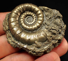 Load image into Gallery viewer, Pyrite Eteoderoceras (Eoderoceras) ammonite fossil (51 mm)