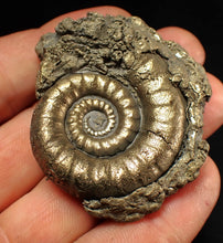 Load image into Gallery viewer, Pyrite Eteoderoceras (Eoderoceras) ammonite fossil (51 mm)