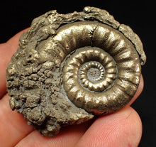 Load image into Gallery viewer, Pyrite Eteoderoceras (Eoderoceras) ammonite fossil (51 mm)