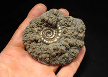 Load image into Gallery viewer, Big pyrite Eteoderoceras (Eoderoceras) ammonite fossil (79 mm)