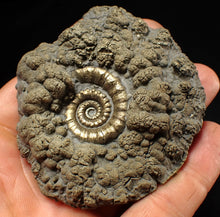 Load image into Gallery viewer, Big pyrite Eteoderoceras (Eoderoceras) ammonite fossil (79 mm)