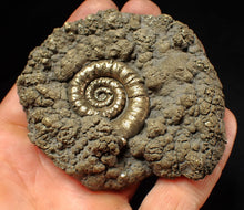 Load image into Gallery viewer, Big pyrite Eteoderoceras (Eoderoceras) ammonite fossil (79 mm)