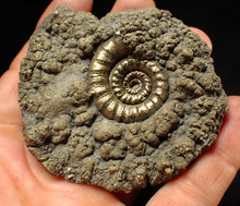 Load image into Gallery viewer, Big pyrite Eteoderoceras (Eoderoceras) ammonite fossil (79 mm)