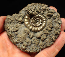 Load image into Gallery viewer, Big pyrite Eteoderoceras (Eoderoceras) ammonite fossil (79 mm)