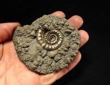 Load image into Gallery viewer, Big pyrite Eteoderoceras (Eoderoceras) ammonite fossil (79 mm)