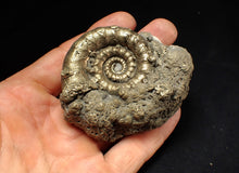 Load image into Gallery viewer, Big pyrite Eteoderoceras (Eoderoceras) ammonite fossil (77 mm)