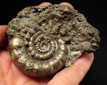 Load image into Gallery viewer, Big pyrite Eteoderoceras (Eoderoceras) ammonite fossil (77 mm)
