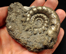Load image into Gallery viewer, Big pyrite Eteoderoceras (Eoderoceras) ammonite fossil (77 mm)