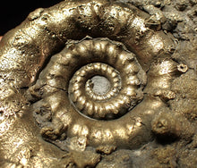 Load image into Gallery viewer, Big pyrite Eteoderoceras (Eoderoceras) ammonite fossil (77 mm)