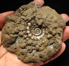 Load image into Gallery viewer, Large pyrite Eteoderoceras (Eoderoceras) ammonite fossil (100 mm)