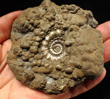 Load image into Gallery viewer, Large pyrite Eteoderoceras (Eoderoceras) ammonite fossil (100 mm)