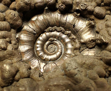 Load image into Gallery viewer, Large pyrite Eteoderoceras (Eoderoceras) ammonite fossil (100 mm)