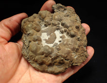 Load image into Gallery viewer, Large pyrite Eteoderoceras (Eoderoceras) ammonite fossil (100 mm)