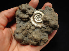 Load image into Gallery viewer, Big pyrite Eteoderoceras (Eoderoceras) ammonite fossil (93 mm)