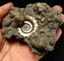 Load image into Gallery viewer, Big pyrite Eteoderoceras (Eoderoceras) ammonite fossil (93 mm)