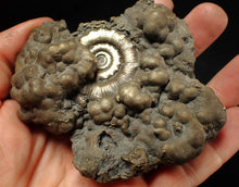 Load image into Gallery viewer, Big pyrite Eteoderoceras (Eoderoceras) ammonite fossil (93 mm)
