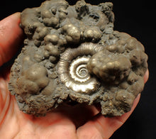 Load image into Gallery viewer, Big pyrite Eteoderoceras (Eoderoceras) ammonite fossil (93 mm)