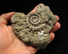 Load image into Gallery viewer, Huge pyrite Eteoderoceras (Eoderoceras) ammonite fossil (110 mm)