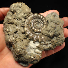 Load image into Gallery viewer, Huge pyrite Eteoderoceras (Eoderoceras) ammonite fossil (110 mm)