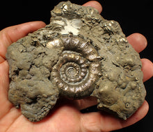 Load image into Gallery viewer, Huge pyrite Eteoderoceras (Eoderoceras) ammonite fossil (110 mm)