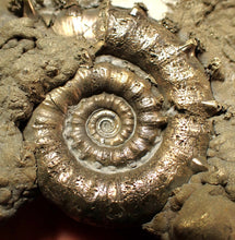 Load image into Gallery viewer, Huge pyrite Eteoderoceras (Eoderoceras) ammonite fossil (110 mm)