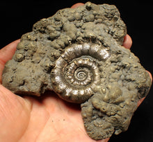 Load image into Gallery viewer, Huge pyrite Eteoderoceras (Eoderoceras) ammonite fossil (110 mm)