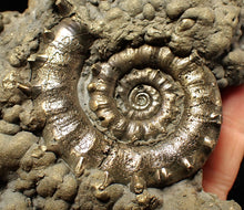 Load image into Gallery viewer, Huge pyrite Eteoderoceras (Eoderoceras) ammonite fossil (110 mm)