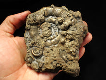 Load image into Gallery viewer, GIANT pyrite Eteoderoceras (Eoderoceras) ammonite fossil (120 mm)