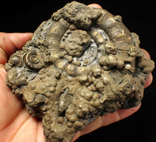 Load image into Gallery viewer, GIANT pyrite Eteoderoceras (Eoderoceras) ammonite fossil (120 mm)