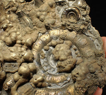 Load image into Gallery viewer, GIANT pyrite Eteoderoceras (Eoderoceras) ammonite fossil (120 mm)