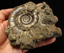 Load image into Gallery viewer, GIANT pyrite Eteoderoceras (Eoderoceras) ammonite fossil (120 mm)
