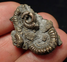 Load image into Gallery viewer, Full pyrite multi-ammonite fossil (29 mm) Crucilobiceras