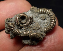 Load image into Gallery viewer, Full pyrite multi-ammonite fossil (29 mm) Crucilobiceras