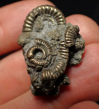 Load image into Gallery viewer, Full pyrite multi-ammonite fossil (29 mm) Crucilobiceras