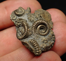 Load image into Gallery viewer, Full pyrite multi-ammonite fossil (29 mm) Crucilobiceras