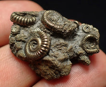 Load image into Gallery viewer, Full pyrite multi-ammonite fossil (29 mm) Crucilobiceras